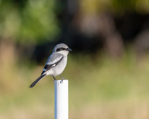Loggerhead shrike perched with a green background