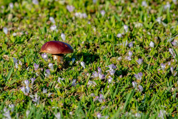 Beautiful red mushroom growing on the edge of the woods in a grassy patch