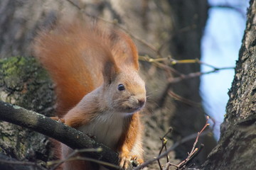 Wiewiórka ,ssak ,wiewiórka na drzewie 
