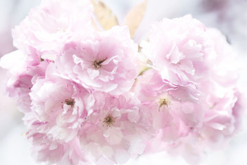 Cherry blossom. Pink sakura tree. Spring flowers, beautiful nature blooming.