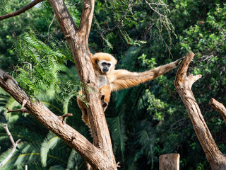 a gibbon monkey in a tree