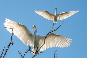 Snowy egret and great egret leaving their perch with wings spread