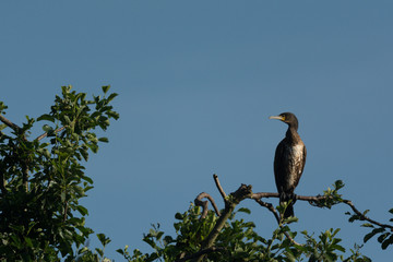 Kormoran