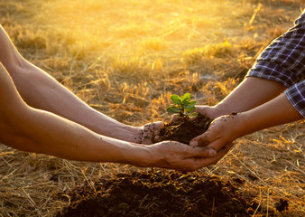 couple hands holding young tree preparing plant in to the soil in the garden as save world...