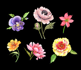 set of illustrations of watercolor beautiful flowers, close-up on a black background