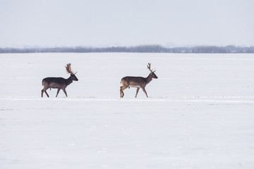 Fototapeta na wymiar Group of wild deer in winter landscape, on the field outside the forest