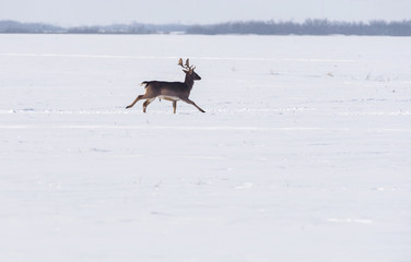 Fototapeta na wymiar Wild deer in winter landscape, on the field outside the forest