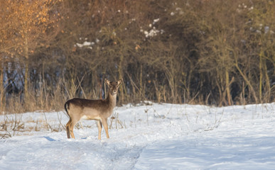 Wild deer in winter landscape, in the forest