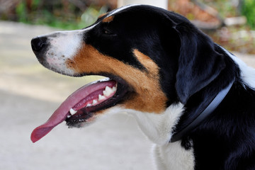 Young Sennenhund close-up playfull look in the eyes.