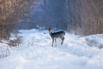 Wild deer in winter landscape, in the forest