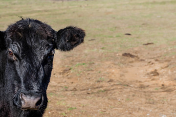 A black angus cow looking at the camera with room for copy on the right of the frame