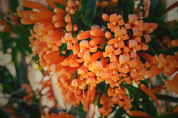 original orange flowers among green leaves in the warm afternoon sun in close-up