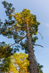 Scots pine (Pinus) on the blue sky - Lubiatowo, Pomerania, Poland