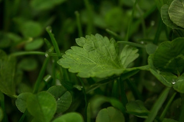 Hojas verdes bajo la lluvia