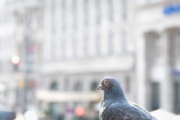 Taube blickt in die Fußgängerzone