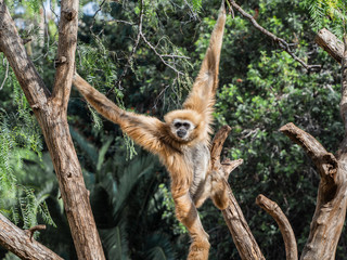 a gibbon monkey in a tree