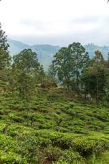 Mountain landscape, green slopes. Beauty of mountains. Little Adam peak, mountain in the fog view from the jungle