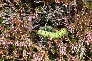 Chenille verte