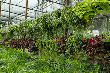 Greenhouse full of green plants.