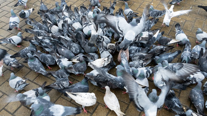 The crowd of pigeons gathered for feeding. Business and finance concept.