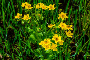 Yellow marsh marigold flowers (Caltha Palustris) on a meadow