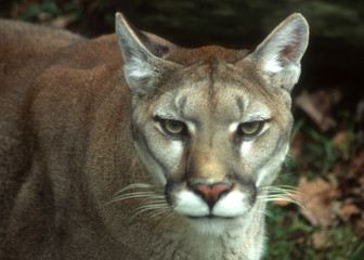 Mountain Lion