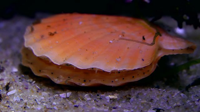 The clam Smooth scallop (Flexopecten glaber) closes and opens the shell, close-up.