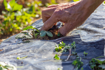 Taking care of small strawberry plants