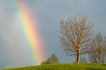 Rainbow and Tree