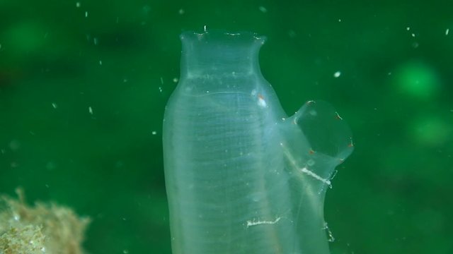 Yellow Sea Squirt (Ciona intestinalis) on a greenish background, close-up, zoom out.