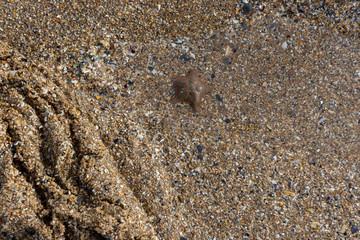 Fototapeta na wymiar close-up on a small starfish stranded on a sandy beach. gros plan sur une petite étoile de mer echouée sur une plage de sable.