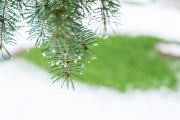 Obraz premium Green Christmas trees in a winter park covered with snow