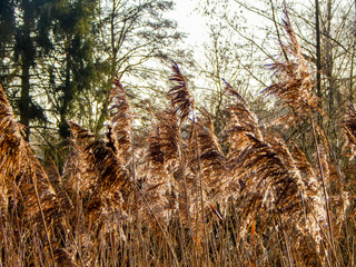 Fototapeta premium trees in forest