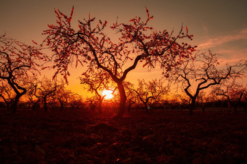 Almendros con el sol al atardecer