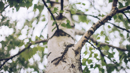 Birch tree trunk and branches with green leaves