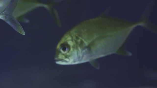 School Of Snub Nosed Dart, Oyster Cracker, Snubnosed Pompano. Close up of a fish swimming. Tour of the fish tank. Pisces swim in the aquarium. A pond with a closeup of marine fish with blue backlight.