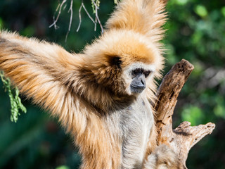 Obraz premium a gibbon monkey in a tree