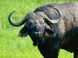 Obraz premium Syncerus caffer, Kaffernbüffel, auch Schwarzbüffel, Afrikanischer Büffel oder Steppenbüffel Herde auf einer Wiese im Nairobi Nationalpark Tanzania