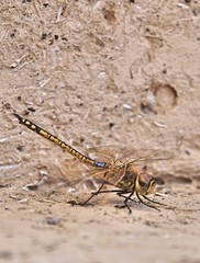 Libelle