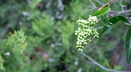 Fruits and leaves of Ilex pedunculosa tree. Close-up.