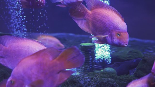 blood parrot cichlid or parrot cichlid, big beautiful red fish in the water. Close up of a fish swimming. Pisces swim in the aquarium. A pond with a closeup of marine fish with blue backlight.