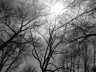 Trees and Winter Light #1