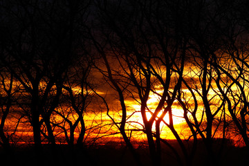 Silhouette of trees on a background of fiery sunset.