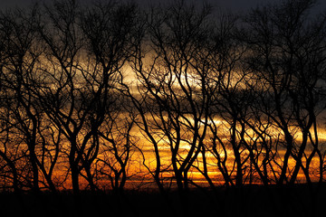 Silhouette of trees on a background of fiery sunset.