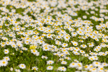 Daisies field