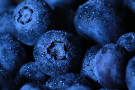 Bleuets frais