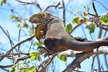 Iguana in arrampicata