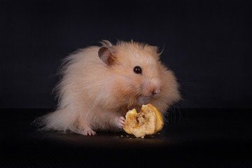Cute long haired Creme colored Syrian hamster (Mesocricetus auratus) eating a dried banana, isolated on a black background