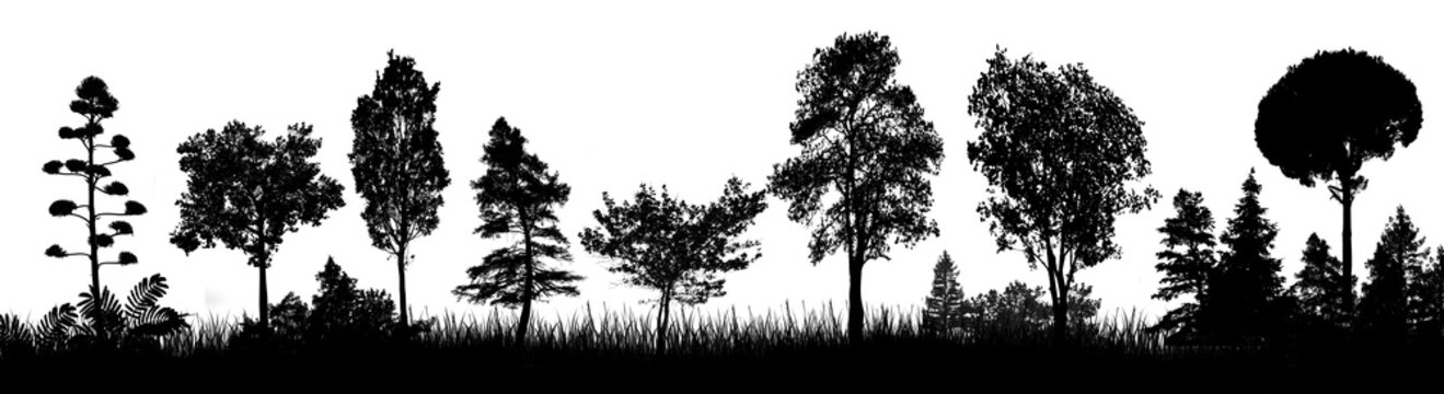 Trees silhouette on white background