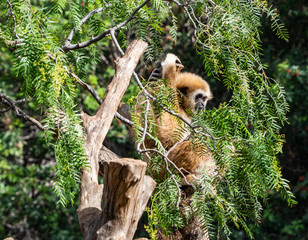 a gibbon monkey in a tree
